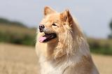 CHIEN FINNOIS DE LAPONIE 700